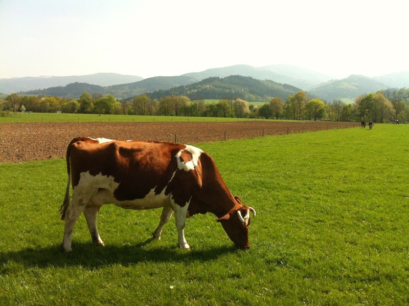 Ebnet: Gemeinderat bewilligt Bebauungsplan Hornbühl-Ost