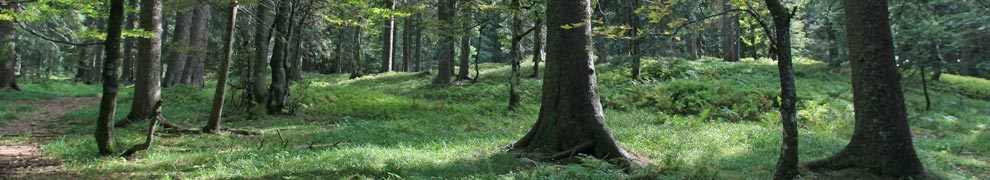 OB Horn ordnet vorläufigen Stopp der Fällungen am Keidel-Bad an