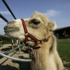 Darauf haben viele gewartet: Der Mundenhof ist ab morgen wieder geöffnet und auch die Spielplätze