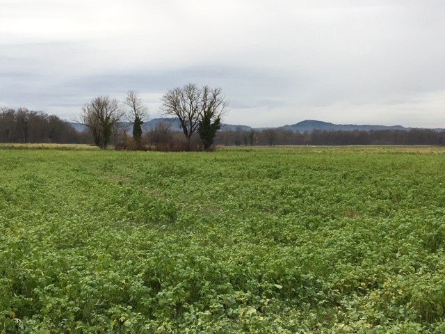 Stadt hält krampfhaft an Dietenbach fest, dabei spricht immer mehr dagegen