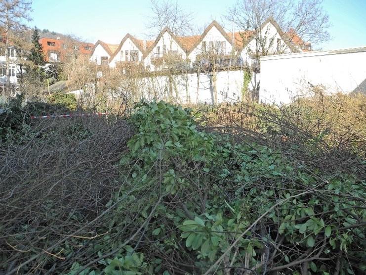 Entsetzen bei Anwohnern über Baumfällungen in der Oberwiehre