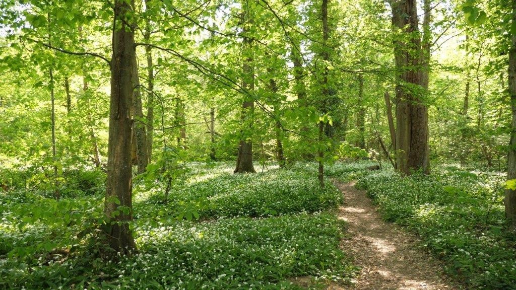 Im Rathaus von „Green City“ hat man es offenbar eilig mit der Rodung mehrerer 1000 Bäume für Dietenbach