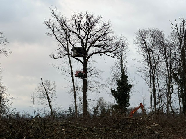 Greenwash City rodet weiter. Keine Gnade für Natur und Aktivisten in Freiburg